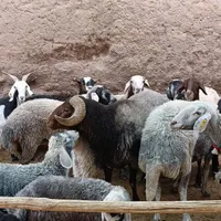 میش بز گوسفند بره|حیوانات مزرعه|اصفهان, دهنو (محمدآباد)|دیوار