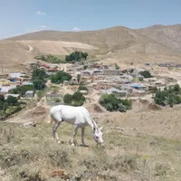 اسب نریان