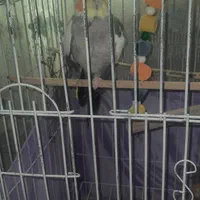 یک عروس هلندی|پرنده|تهران, صاحب الزمان|دیوار