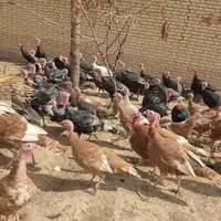 خرید و فروش انواع بوقلمون