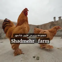 جوجه و تخم نطفه دار برهما برهوما نژاد لمون و بوف|حیوانات مزرعه|شیروان (خراسان), |دیوار