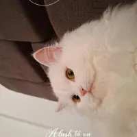 گربه|گربه|بندر گناوه, |دیوار