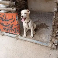 سگ آلابای ترکمن نر