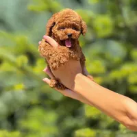 سگ پودل عروسکی ۶۷ روزه قهوه ای|سگ|تهران, پونک|دیوار