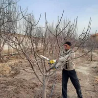 سمپاشی وباغبانی درکل نقاط تهران(سم سوسک وساس )|خدمات باغبانی و درختکاری|تهران, فرمانیه|دیوار