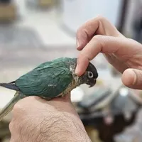 طوطی گرینچیک