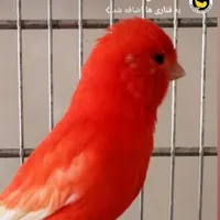جوجه قناری