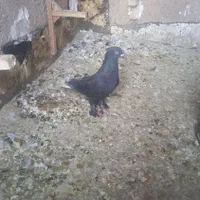 کبوتروکفتر به خواطر بدقولی دوستان دوباره آگهی کردم|پرنده|شیراز, شیخ علی چوپان|دیوار