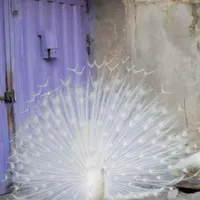 طاووس مصری