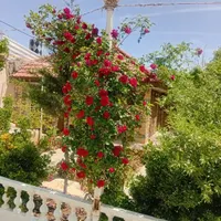 اجاره روزانه باغ لوکس با استخر رو باز|اجارهٔ کوتاه‌مدت ویلا و باغ|شیراز, گویم|دیوار