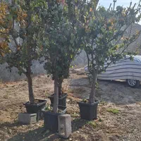 درخت بزرک به