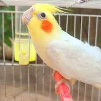 مجسمه هلندی نر با توضیحات