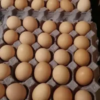 تخم مرغ  محلی  پخش  و فروش تخم مرغ گلپایگانی محلی|خوردنی و آشامیدنی|شیراز, شهرک گلستان|دیوار