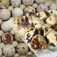 پخش تخم مرغ آرمان|خوردنی و آشامیدنی|مشهد, سرافرازان|دیوار