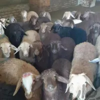 فروش گوسفند زنده جهت قربانی درپل کلاک
