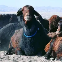 گوسفند افشار و شال مناسب برای تمام مراسمات زنده