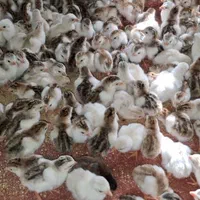 فروش جوجه مرغ شاخدار اردک جوجه محلی  ،رنگی|حیوانات مزرعه|شیراز, کاراندیش|دیوار