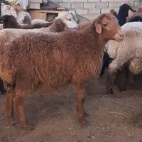 قوزی و قویون|حیوانات مزرعه|اردبیل, |دیوار