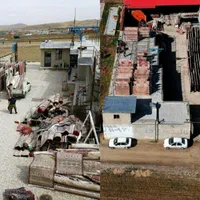 قالیشویی (قالی شویی) گلها|خدمات نظافت|همدان, |دیوار