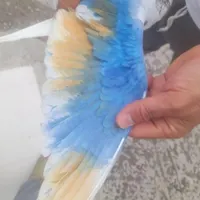 کفتر گرفتنی