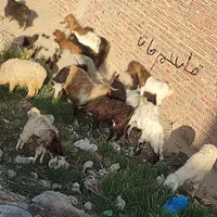 بزرگترین مرکز فروش گوسفند تفتان|حیوانات مزرعه|خاش, |دیوار