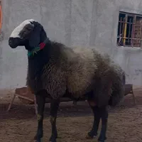 گوسفند زنده سرحال سالم تمام نقاط تهران باقصاب|حیوانات مزرعه|تهران, نیروی هوایی (پیروزی)|دیوار