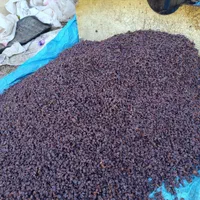 مویز وکشمش خرما خمیر خرما شیره خرما|عمده‌فروشی|شیراز, شهرک مدرس|دیوار