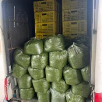 پخش عمده سبزی خرد شده