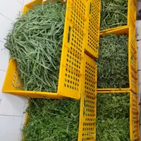 سبزی خرد شده نیشابور|خوردنی و آشامیدنی|مشهد, آبکوه|دیوار
