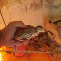 جوجه امریکایی