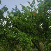 باغ رویایی/سند دار ثبتی/قابل ساخت /قیمت کف منطقه|فروش دفتر صنعتی، کشاورزی، تجاری|قم, آزادگان|دیوار