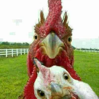 خرید وفروش مرغ خروس بوقلمون غاز جوجه بوقلمون و...|حیوانات مزرعه|شهریار, شهریار|دیوار