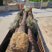 دکور حیاط ویلا باغ پالم نخل بزرگ