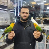 مهد شاه طوطی ملنگو راهب خورشیدی لوری