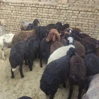 بره کیلویی 330 هزار تومان