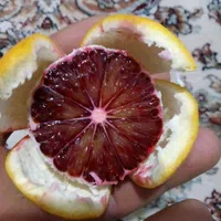 نهال پرتقال خونی سانگین،موزی،تاراکو،کاراکارا،مورو|گل و گیاه طبیعی|ساری, |دیوار