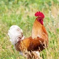 مرغ و خروس جهت خون و قربانی