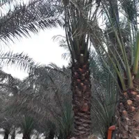 خریدوفروش درخت نهال نخل خرما برحی|گل و گیاه طبیعی|کارون, |دیوار