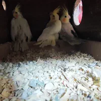 جوجه عروس هلندی|پرنده|اصفهان, همت‌آباد|دیوار