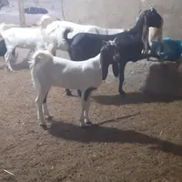 سه عدد بز نژاد گلابی|حیوانات مزرعه|گلپایگان, |دیوار