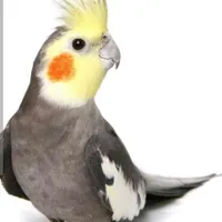 عروس هلندی ماده گم شده شهرک بنفشه مترو