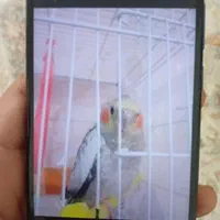 عروس هلندی گم شده