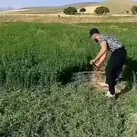 درگز زنی|خدمات باغبانی و درختکاری|سراب, |دیوار