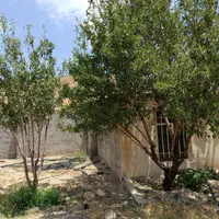 ۴۰۰متر زمین چهاردیواری  با درخت|فروش زمین و ملک کلنگی|تهران, حکیمیه|دیوار
