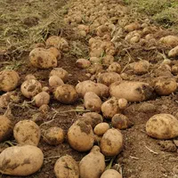 بذر سیب زمینی|خدمات باغبانی و درختکاری|شیراز, محراب|دیوار