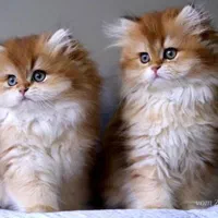 بچه گربه های اشرافی در مشهد|گربه|مشهد, امیریه|دیوار