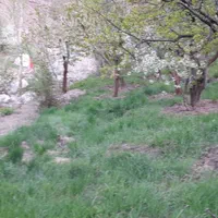 زمین باغ 900متر لواسان بزرگ  روستای جورد|فروش زمین و ملک کلنگی|تهران, نیروی هوایی (پیروزی)|دیوار