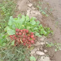 سبزی خورشتی تازه تمیز بدون یه زره اب|خوردنی و آشامیدنی|کوهدشت, |دیوار