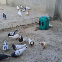 کبوتر در نقاب|پرنده|سبزوار, کهنه آب|دیوار