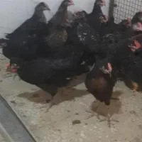 فردا اول ماه خروس سیاه برای چشم نظر انجام میشود|حیوانات مزرعه|تهران, فلاح|دیوار